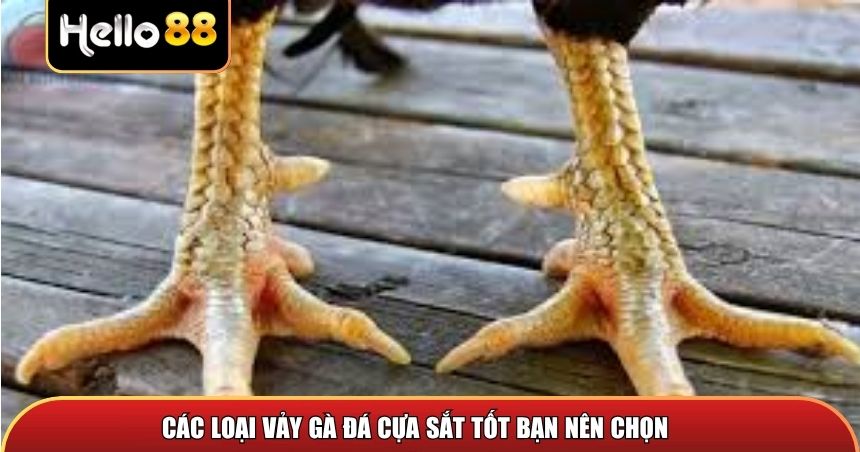 Các loại vảy gà đá cựa sắt tốt bạn nên chọn