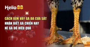 Cách Xem Vảy Gà Đá Cựa Sắt Dễ Hiểu Cho Mọi Thành Viên