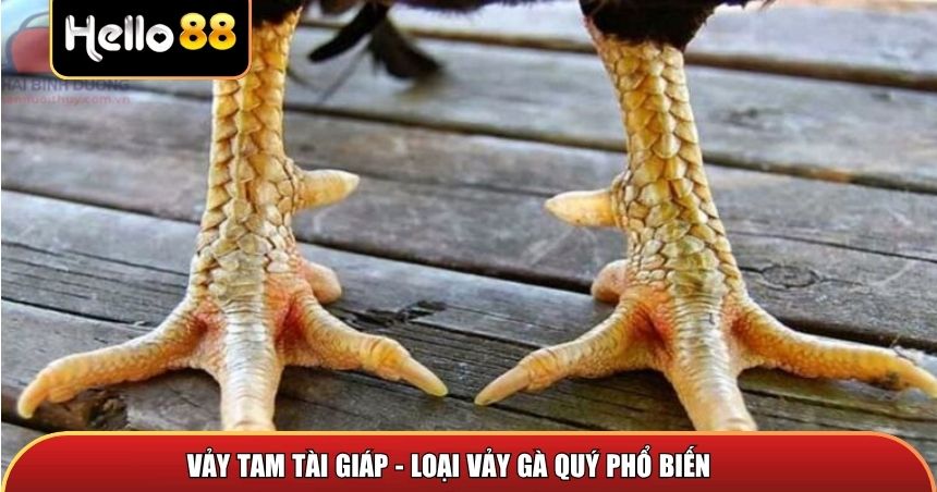 Vảy tam tài giáp luôn là top vảy gà quý
